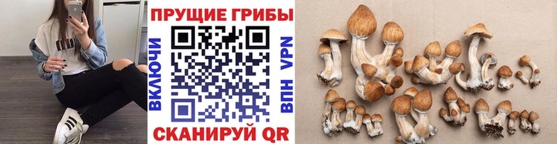 Галлюциногенные грибы мицелий  что такое наркотик  Междуреченск 