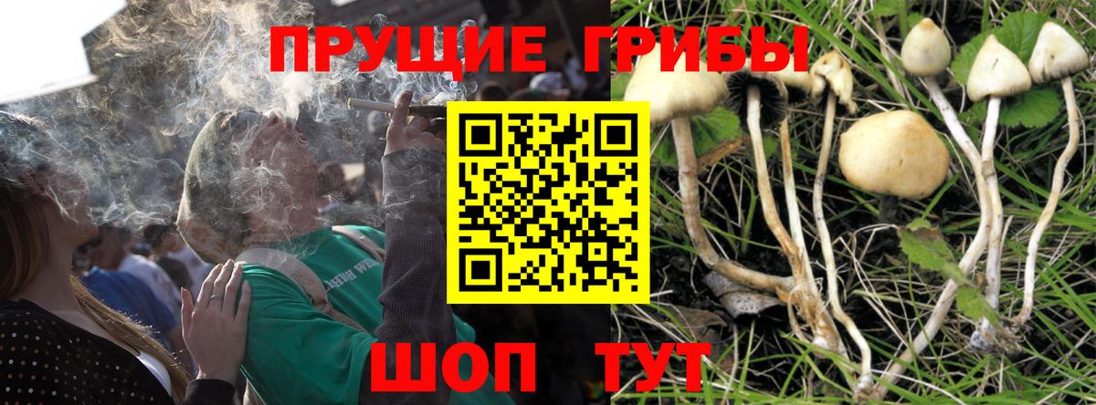 Галлюциногенные грибы Cubensis Междуреченск